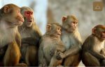 Beş Maymunun Hikayesi